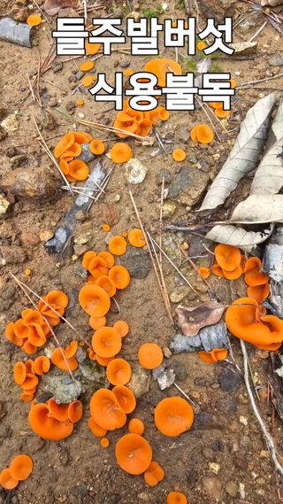 장철식님의 자유주제 · 자유게시판 작성글 사진