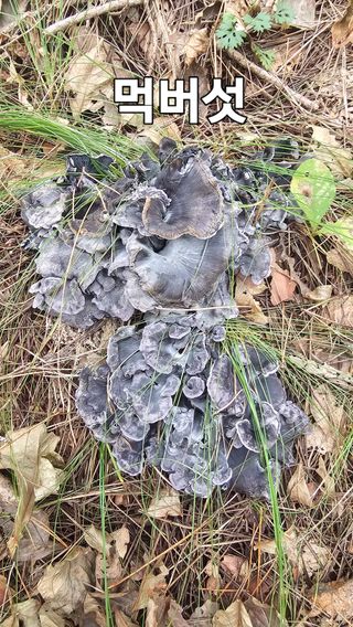 장철식님의 자유주제 · 자유게시판 작성글 사진