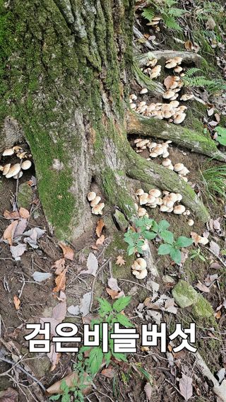 장철식님의 자유주제 · 자유게시판 작성글 사진