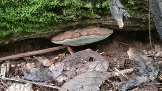 김영래큰집참농장한우님의 버섯 · 영농일지 작성글 사진