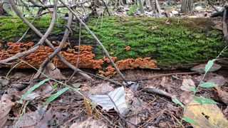 김영래큰집참농장한우님의 버섯 · 영농일지 작성글 사진