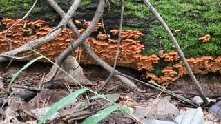 김영래큰집참농장한우님의 버섯 · 영농일지 작성글 사진