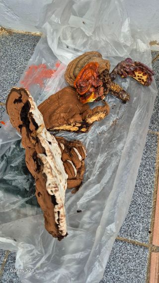 김영래큰집참농장한우님의 버섯 · 영농일지 작성글 사진