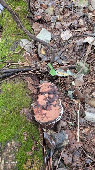 김영래큰집참농장한우님의 버섯 · 영농일지 작성글 사진