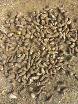 손종철님의 기타작물 · 영농일지 작성글 사진