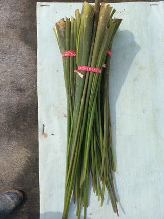 손종철님의 기타작물 · 영농일지 작성글 사진