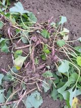 팜모닝 기타작물·영농일지 게시글 이미지