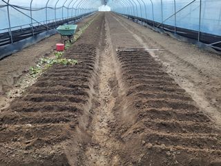 머위농장님의 기타작물 · 영농일지 작성글 사진