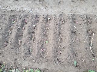 머위농장님의 기타작물 · 영농일지 작성글 사진