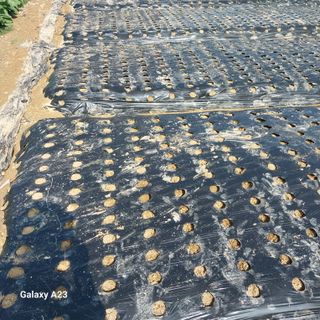 행복한누룩님의 마늘 · 영농일지 작성글 사진