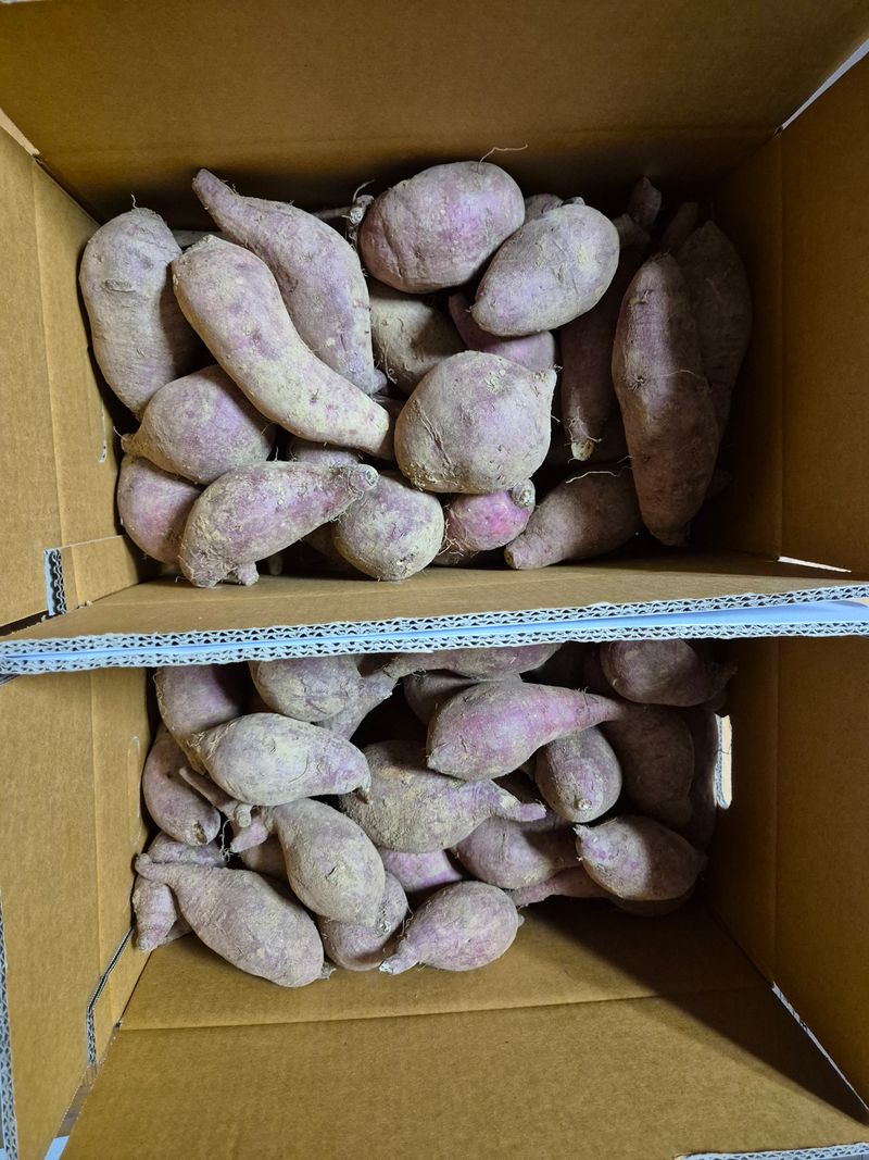 장터 상품 [진율미(밤고구마)10Kg] 썸네일