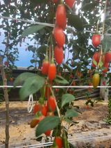 팜모닝 기타작물·영농일지 게시글 이미지