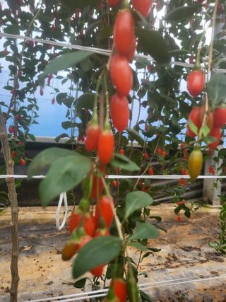 청양 산골꾸찌뽕 님의 기타작물 · 영농일지 작성글 사진