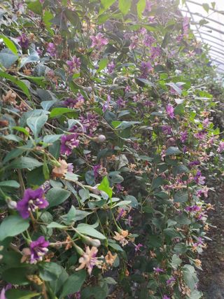 청양 산골꾸찌뽕 님의 기타작물 · 영농일지 작성글 사진