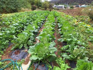 정희군님의 배추 · 영농일지 작성글 사진