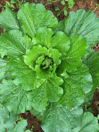 정희군님의 배추 · 영농일지 작성글 사진