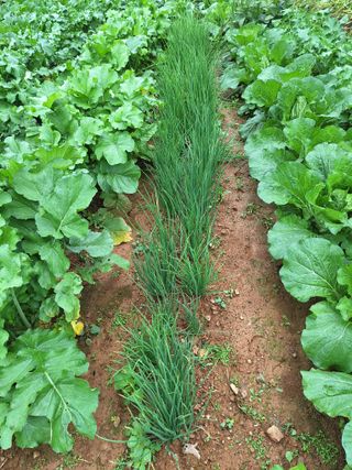 정희군님의 배추 · 영농일지 작성글 사진