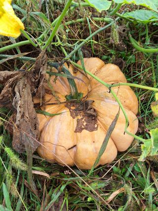 정희군님의 배추 · 영농일지 작성글 사진