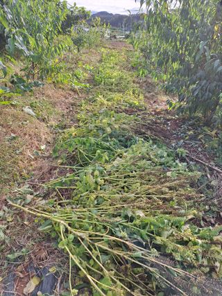 정희군님의 배추 · 영농일지 작성글 사진