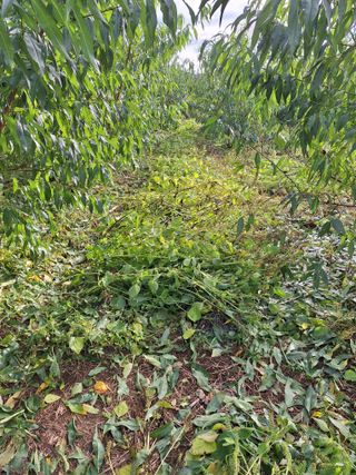 정희군님의 배추 · 영농일지 작성글 사진