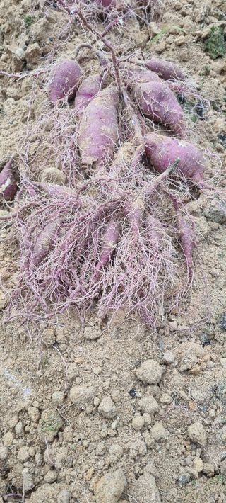 대파11156님의 고구마 · 영농일지 작성글 사진