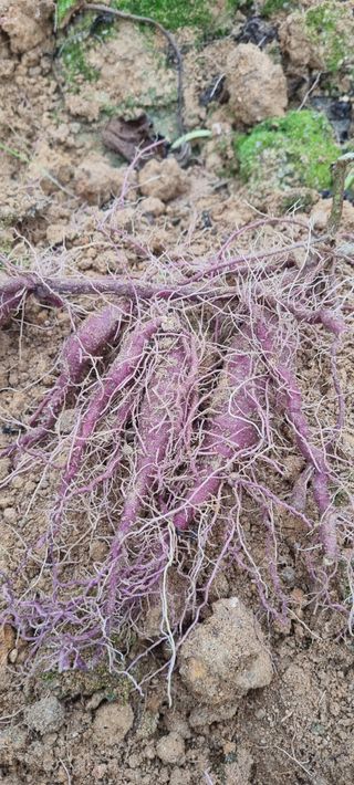 대파11156님의 고구마 · 영농일지 작성글 사진