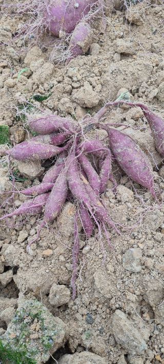 대파11156님의 고구마 · 영농일지 작성글 사진