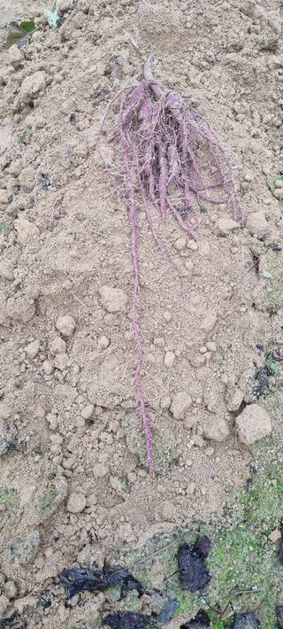 대파11156님의 고구마 · 영농일지 작성글 사진