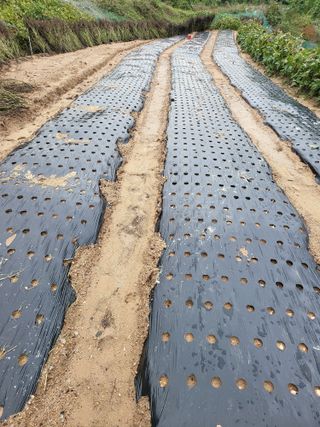 정금천님의 마늘 · 영농일지 작성글 사진