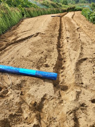 정금천님의 마늘 · 영농일지 작성글 사진