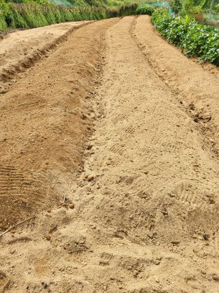 정금천님의 마늘 · 영농일지 작성글 사진