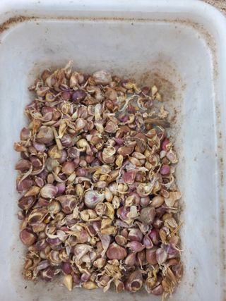 희야님의 마늘 · 영농일지 작성글 사진