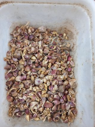 희야님의 마늘 · 영농일지 작성글 사진