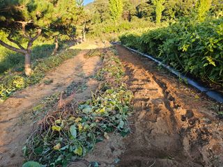 마중물0715님의 고구마 · 영농일지 작성글 사진