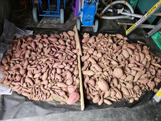 마중물0715님의 고구마 · 영농일지 작성글 사진