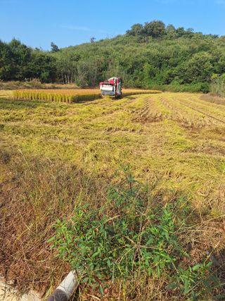 호박 정정호님의 벼 · 영농일지 작성글 사진