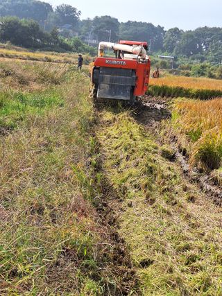 호박 정정호님의 벼 · 영농일지 작성글 사진
