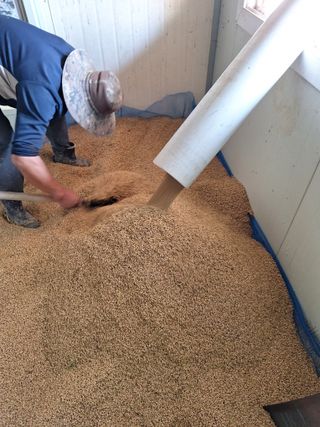 호박 정정호님의 벼 · 영농일지 작성글 사진