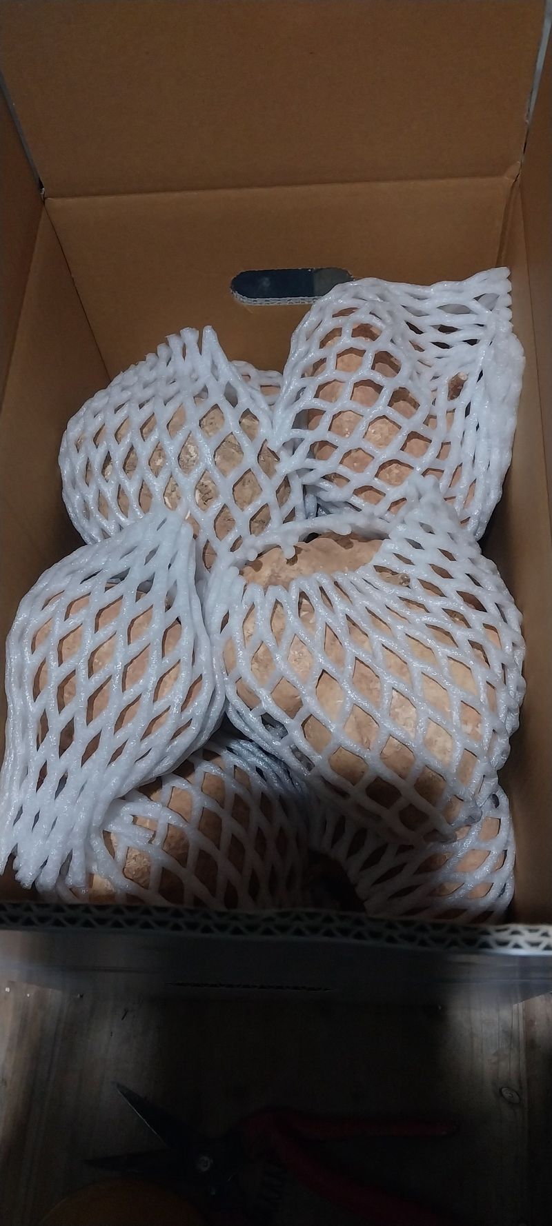 김가네 님의 장터 판매 상품 [히카마 5kg] 첨부 사진