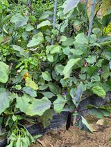 팜모닝 기타작물·영농일지 게시글 이미지