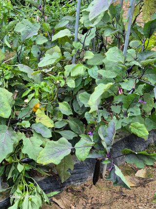 짱순이연속8월출석왕님의 기타작물 · 영농일지 작성글 사진