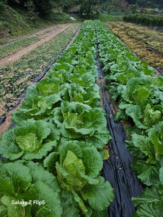 최경림님의 배추 · 영농일지 작성글 사진
