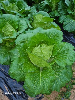 최경림님의 배추 · 영농일지 작성글 사진