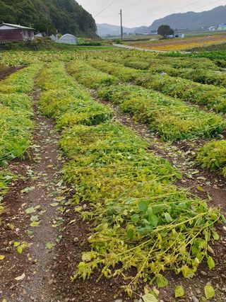 남기탁 님의 들깨 · 영농일지 작성글 사진