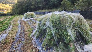 김찬경님의 들깨 · 영농일지 작성글 사진