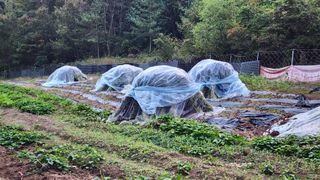 김찬경님의 들깨 · 영농일지 작성글 사진