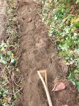 팜모닝 고구마·영농일지 게시글 이미지