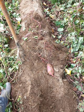 고추29286님의 고구마 · 영농일지 작성글 사진