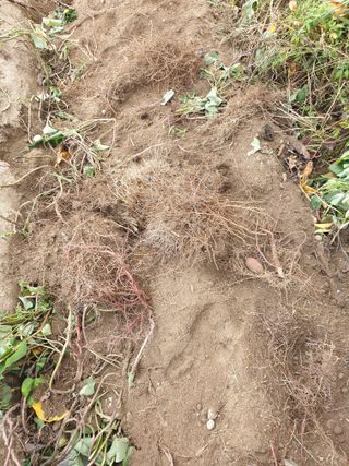 고추29286님의 고구마 · 영농일지 작성글 사진