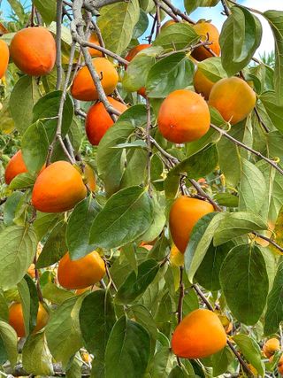 농부손녀님의 작성글 사진